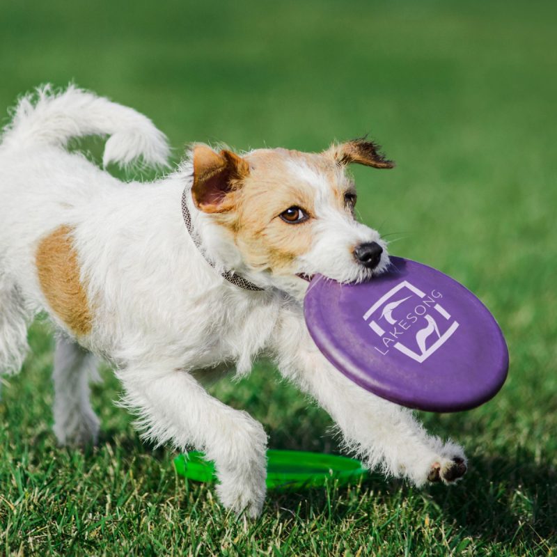 russell terrier with Lakesong frisbee in it's mouth